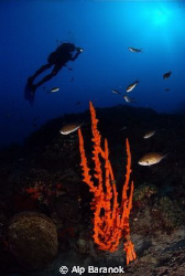 Wide angle from Bodrum Big Reef/Turkiye. by Alp Baranok 